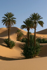 Fototapeta premium Breathtaking Aerial Perspective of Moroccan Desert Dunes at Sunrise, Capturing Warm Hues and Endless Serenity
