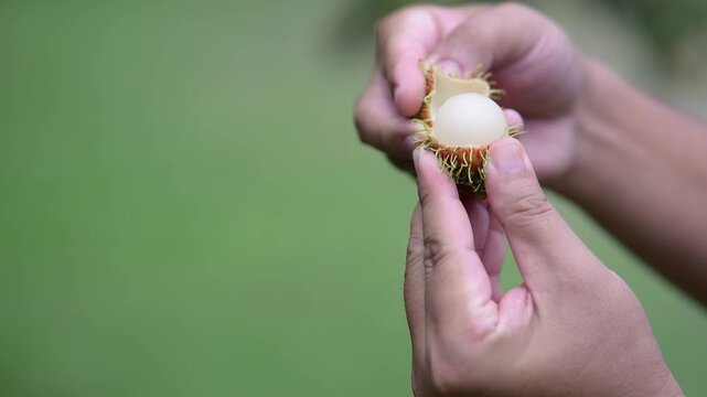 hands peeling a fresh rambutan fruit, showing the juicy white flesh inside against a blurry green background.