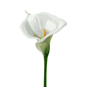 Arum Lily, 2D flat vector illustration in icon style, isolated on a white background