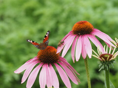 Tagpfauenauge und Biene auf Bl&uuml;te vom roten Sonnenhut	
