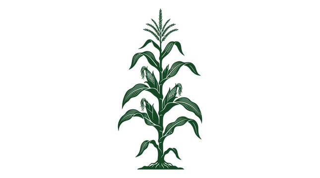 Stylized green corn plant with ears and roots on white background