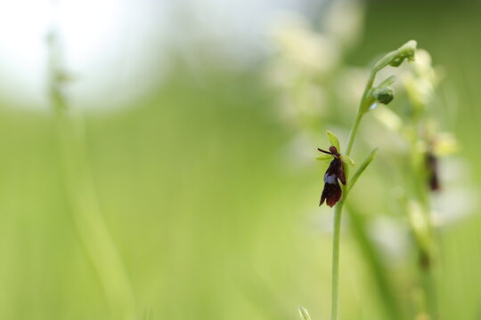 un'orchidea ophrys insectifera in primavera in un prato