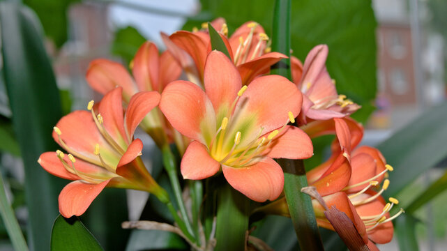 Close-up of orange clivia (Clivia miniata) flowers in full bloom. Vibrant ornamental houseplant with trumpet-shaped blossoms and lush green foliage.