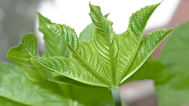 Close-up of a young castor bean (Ricinus communis) leaf unfolding from the growing tip. Fresh green foliage highlighting leaf veins, texture and vigorous plant growth.