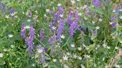 Purple vetch wildflowers blooming among diverse meadow plants in summer. Natural floral background with lush green vegetation and selective focus. © Oddette