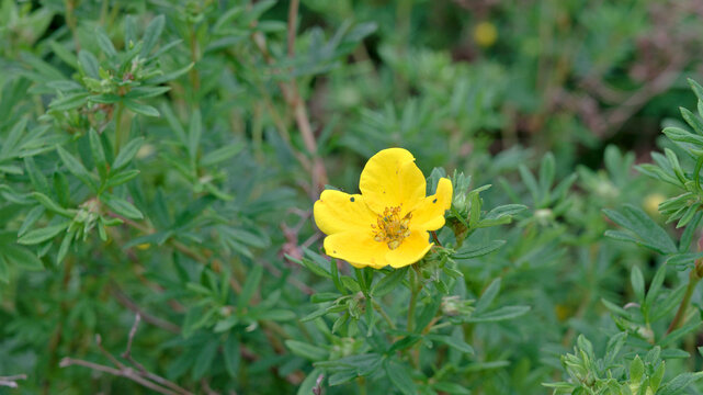 Close-up of a yellow cinquefoil wildflower growing among lush green meadow vegetation in summer. Natural floral scene with selective focus and soft background blur.