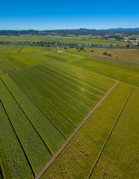 Aerial view of Condong cane farming