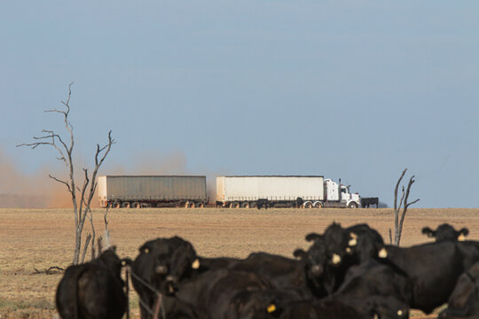 heat ripples blurring prime mover pulling two curtain sided trailers past cattle on a dirt road