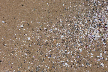 Beach sand texture with diagonal seashell and pebble trail creating natural composition and copy space for summer graphics and travel themes © svittlana