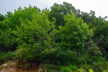 Fototapeta premium Forest scene with abundant greenery and natural lighting