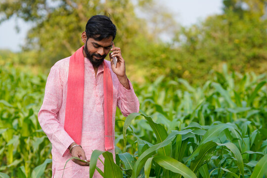 Indian farmer talking on mobile phone at corn agriculture field
