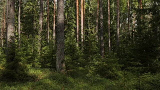 Coniferous pine forest with dense green trees, sunlit woodland landscape with tall trunks, natural evergreen wilderness background for travel and nature documentaries