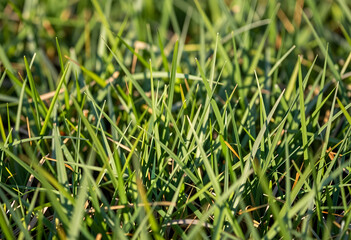 Obraz premium Lush green grass blades in a field, natural background for growth and environmental concepts, close up view
