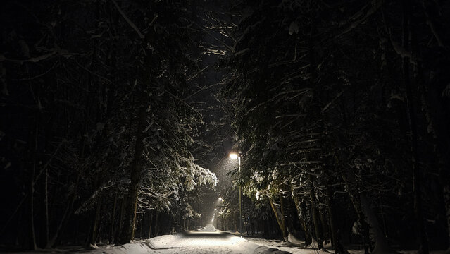 Night winter forest