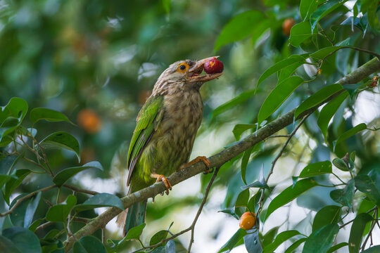 A Lineated Barbet (Psilopogon lineatus) feeding on ripe fruit in its natural forest habitat. Recognized by its streaked plumage, stout bill, and vibrant facial markings