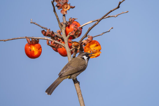 A Himalayan Bulbul (Pycnonotus leucogenys) feeding on ripe fruit in its natural habitat. Recognizable by its distinctive pointed crest, white cheek patch, and yellow vent
