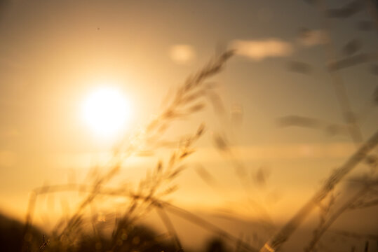Sunset dawn landscape vibrant scenery horizontal. Grass field sunset Beautiful landscape with grasses meadow on sunlight. Countryside heaven amazing field scene grass meadow on sunbeam nature dawn