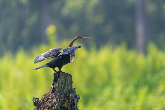 An Oriental Darter (Anhinga melanogaster) poised to take flight from the top of a weathered tree log in its natural wetland habitat. Known as the "snakebird" for its long, slender neck
