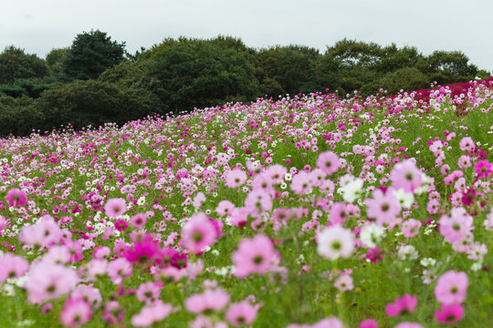 Field of cosmos flowers in Hitachi Japan