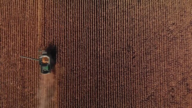 Aerial top down view of a combine harvester working in a golden corn field