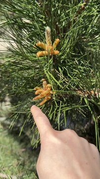Finger Touching Pine Pollen Releasing Yellow Dust into Air