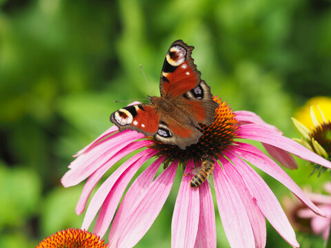 Schmetterling und Biene  auf einer Sonnenhutbl&uuml;te