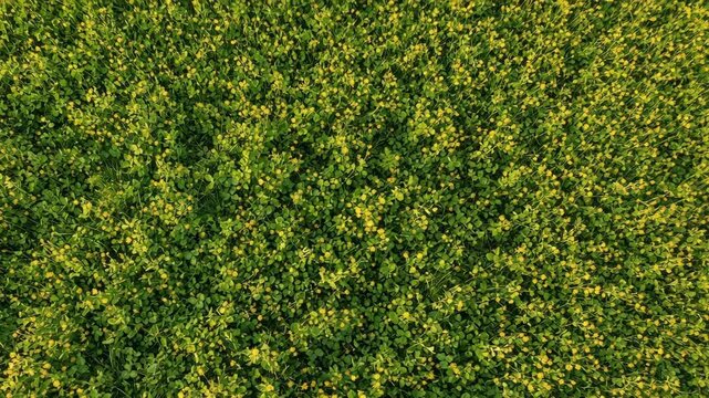 Aerial view of a large field covered in green clover and yellow blossoms. Top-down drone shot of a vibrant spring meadow