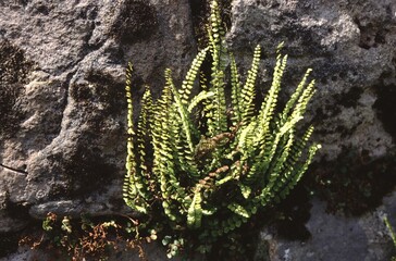 Asplenium trichomanes or maidenhair spleenwort an evergreen fern © love2explore