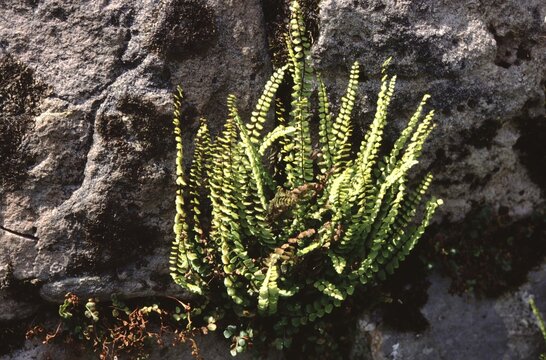 Asplenium trichomanes or maidenhair spleenwort an evergreen fern