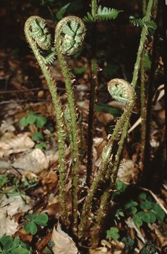  Pteridium aquilinum or Bracken  fern on florest floor