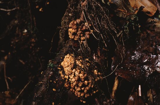 alder root nodules or Actinorhiza.(Actinomyces alni, Frankia alni)