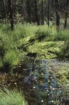  Wiesb&uuml;tt Moor or bog a marshland in Spessart, Germany
