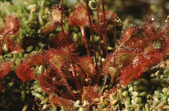 closeup of Drosera rotundifolia or round-leaved sundew showing the dew drops to catch bugs