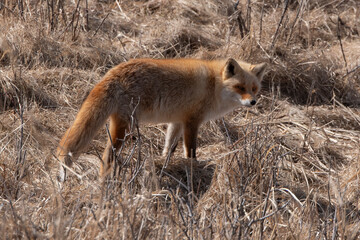 Fototapeta premium Renard roux;