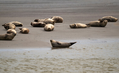 Phoque gris, © JAG IMAGES
