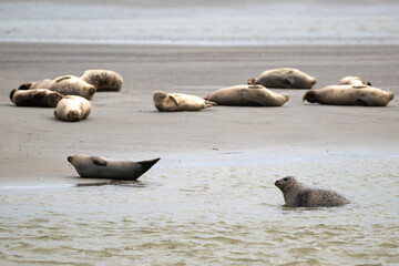 Phoque gris, © JAG IMAGES