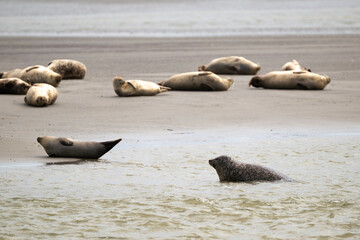 Phoque gris, © JAG IMAGES