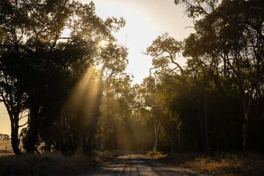 Sun rays streaming along woodland dirt road
