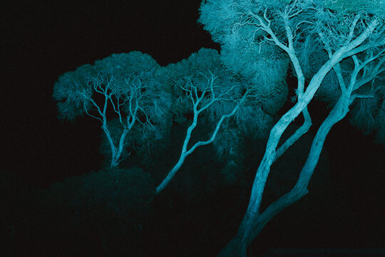 Forest trees glowing blue-green light against dark night sky
