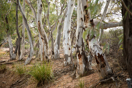 Silver grey gum trunks on a creek bank