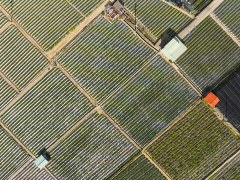 Top view of tea plantation in taiwan