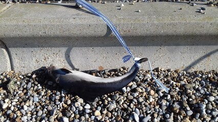 Stranded dolphin © Florian