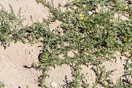 Wild Watermelon Growing on Dry Ground With Striped Rind and Vining Leaves in Sunny Field