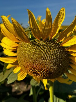 Flower and Plants sometimes can be unbelivable beautifull