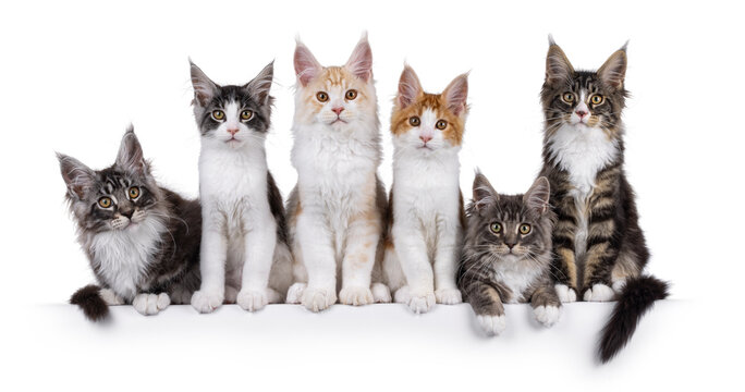 Litter of 6 Maine Coon cat kitten, sitting and laying lined up side by side on perfect row. All looking towards camera. Isolated on a white background.
