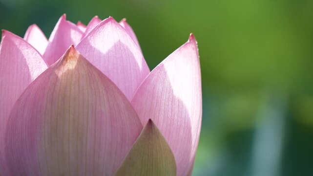 暗い緑の背景に浮かぶ美しいピンクの蓮の花
