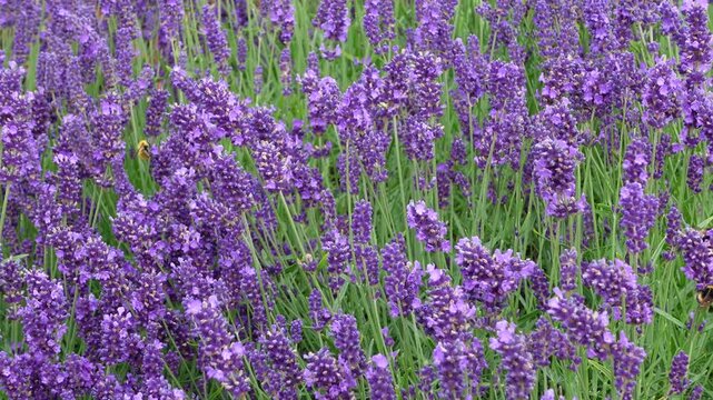Blooming lavender field witn bumblebees collecting nectar from flowers