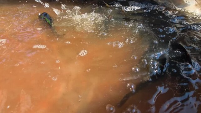 Video of Fish swimming in murky, bubbling water within a plastic bag. Bubbles rise as dark fish move near orange liquid. Bag holds fish, stirred in warm, murky water. Footage shows fish in unusual, di