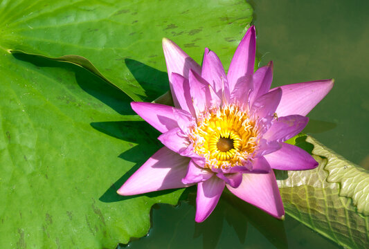  lotus flowers bloom naturally
