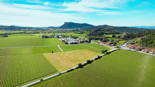 Vineyard plantation with farm buildings and access road in Italian countryside, aerial view